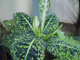 万年青的摆放风水 养殖 种类 寓意 万年青的摆放风水 养殖 种类 寓意