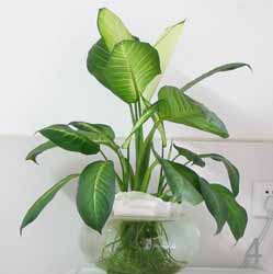 万年青的摆放风水 养殖 种类 寓意 万年青的摆放风水 养殖 种类 寓意